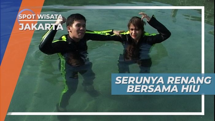 Serunya Berenang Bersama Hiu Jinak di Kolam Keramba, Jakarta