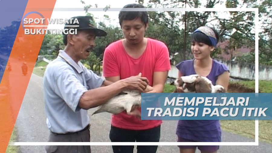Mengenal Teknik Untuk Mengikuti Tradisi Pacu Itik Payakumbuh Sumatera Barat