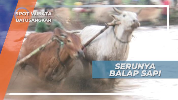 Serunya Pacu Jawi, Tradisi Balap Sapi Batusangkar, Sumatera Barat