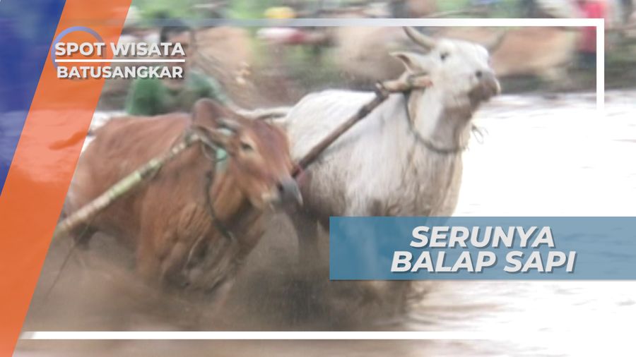 Serunya Pacu Jawi, Tradisi Balap Sapi Batusangkar, Sumatera Barat