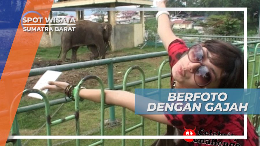 Bertemu dan Foto Bersama Gajah di Kebun Binatang Bukittinggi, Sumatera Barat