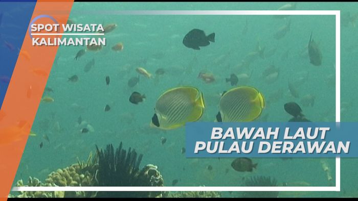 Menikmati Keindahan Bawah Laut Pulau Derawan Kalimantan Timur