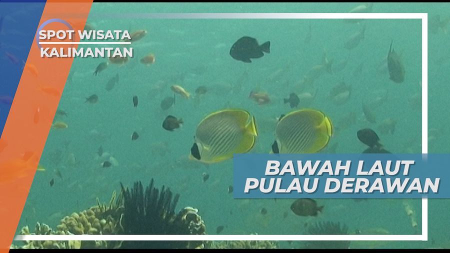 Menikmati Keindahan Bawah Laut Pulau Derawan Kalimantan Timur