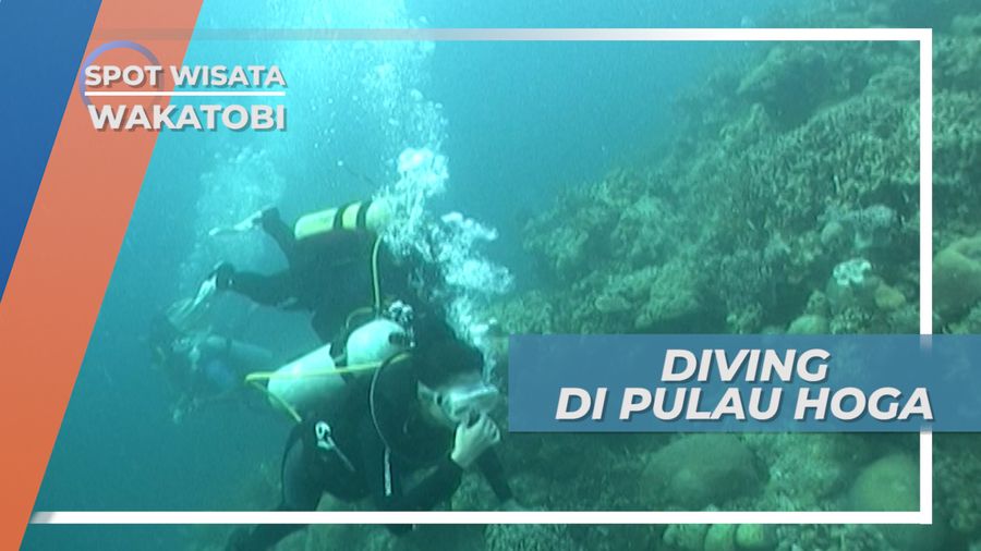 Diving Menikmati Pesona Keindahan Bawah Laut Pulau Hoga Wakatobi
