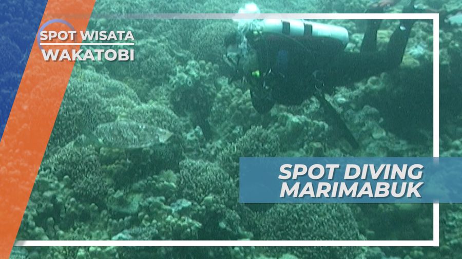 Marimabuk, Spot Diving Terfavorit di Wakatobi Sulawesi Tenggara