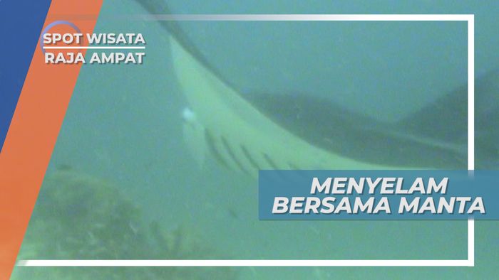Menakjubkan, Menyelam Bersama Pari Manta di Meos Mansar, Raja Ampat