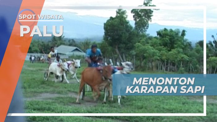 Melihat Langsung di Arena Pacu Bersama Joki Karapan Sapi Binangga di Sulawesi Tengah