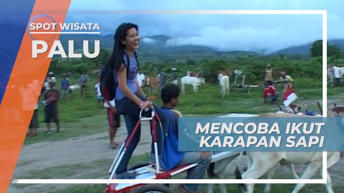 Turut Mencoba Karapan Sapi Binangga, Adu Cepat Penuh Adrenalin di Sulawesi Tengah
