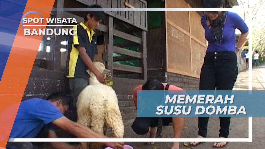 Susu Domba, Hewan Berbulu Gimbal yang Diperah Susunya di Kecamatan Ngamprah Bandung Barat