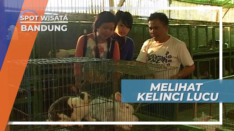 Kelinci Lucu, Bak Boneka Berbulu Lebat Hasil Pembiakan di Kecamatan Ngamprah Bandung Barat 