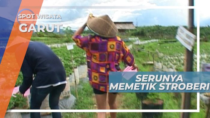 Memetik Stroberi di Resort Bernuasa Perkebunan di Desa Tambakbaya Cisurupan Garut