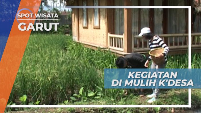 Wisata Alam Pedesaan, Memetik Sayur Genjer di Samarang Kamojang Garut