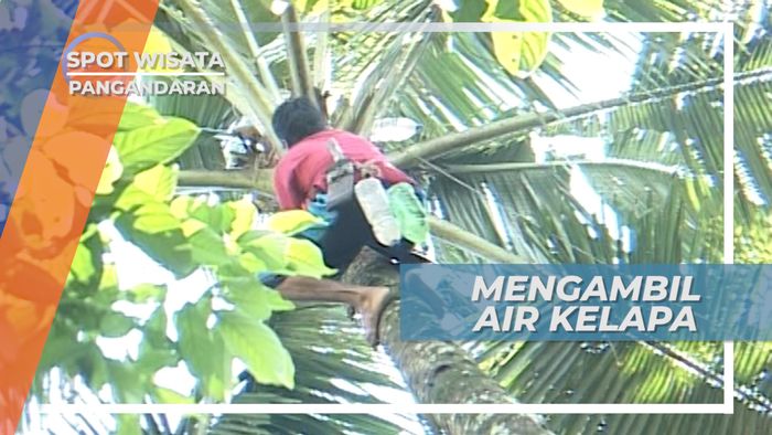 Memanjat Pohon, Memanen Sadapan Air Kelapa, Pangandaran