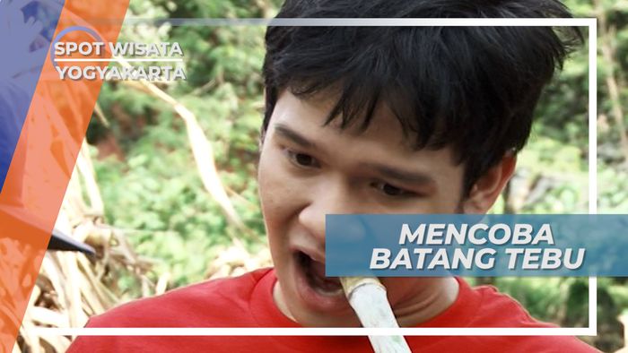Gigit Batang Tebu, Mencicipi Sensasi Manis Alami, Yogyakarta