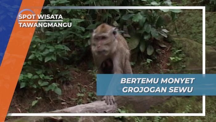 Berinteraksi Dengan Monyet Lucu Grojogan Sewu Tawangmangu Jawa Tengah