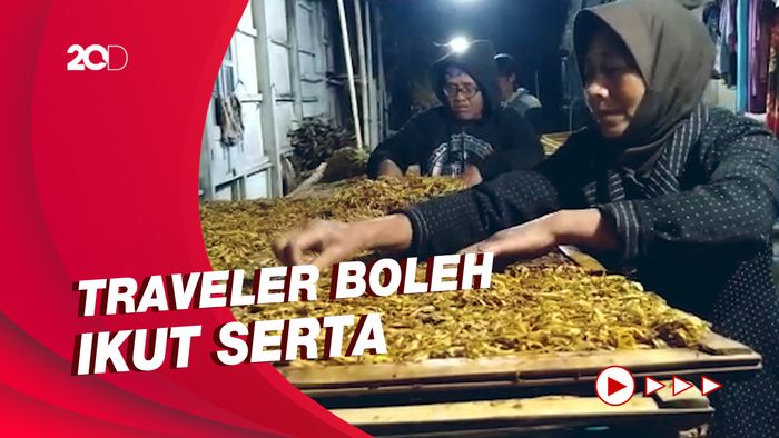Budaya Panen Raya Tembakau di Lereng Gunung Merbabu
