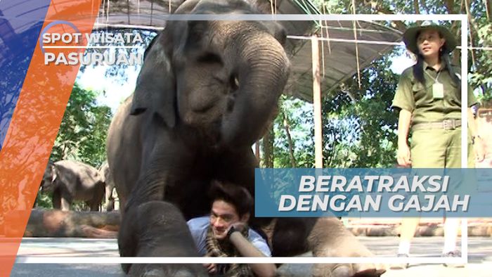 Bermain Sirkus dengan Hewan Darat Terbesar, Pasuruan