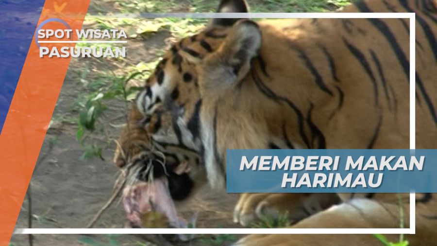 Sensasi Memberi Makan Hewan Buas Pemakan Daging, Pasuruan