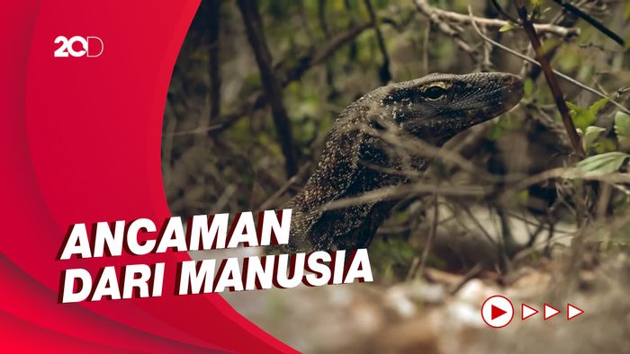 Komodo Masuk Kategori Satwa Terancam Punah