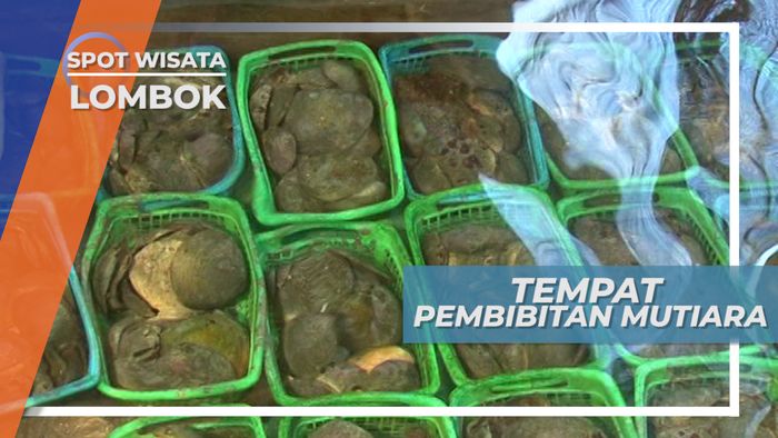 Lokasi Pembibitan Mutiara Teluk Nara Lombok