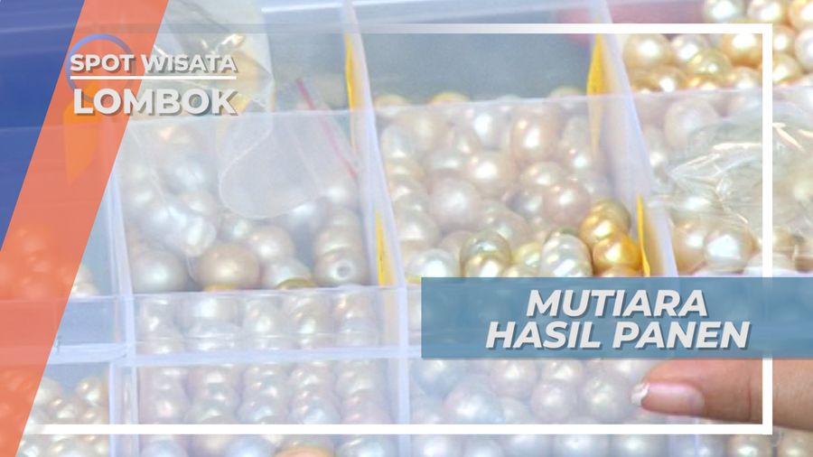 Indahnya Kemilau Mutiara Hasil Panen Teluk Nara Lombok
