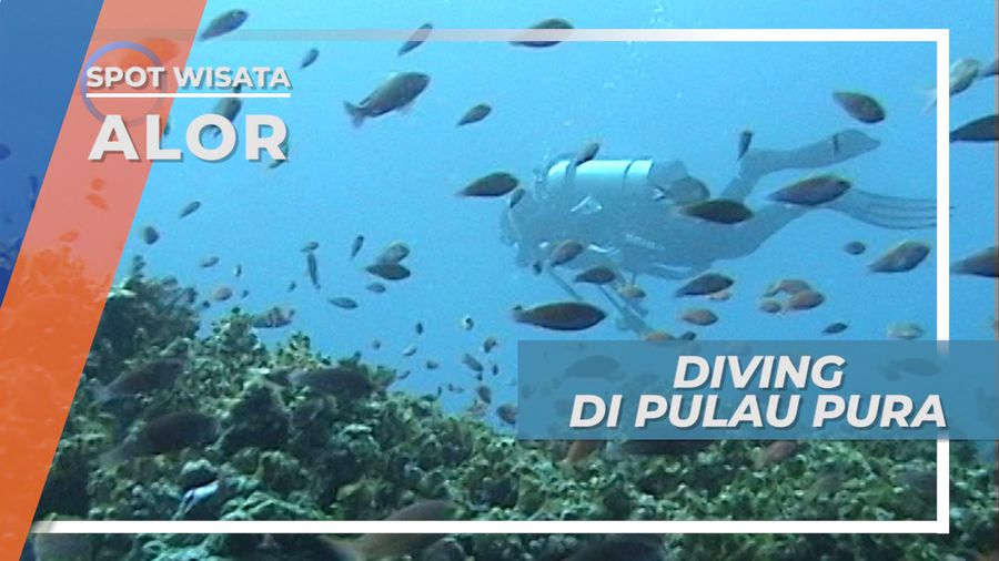 Diving, Indahnya Surga Bawah Laut Pulau Pura, Alor Nusa Tenggara Timur