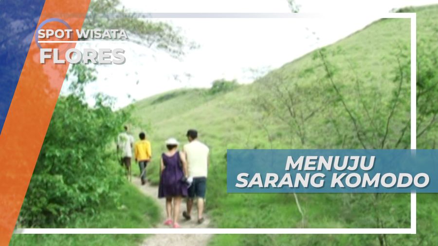 Mendatangi Sarang Komodo, Bertemu Komodo Berukuran Besar, Flores