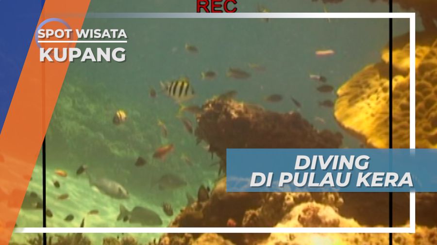 Diving di Pulau Kera Kupang, Menikmati Keindahan Bawah Laut yang Mempesona