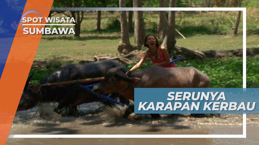 Karapan Kerbau, Permainan Rakyat yang Sangat Populer di Sumbawa