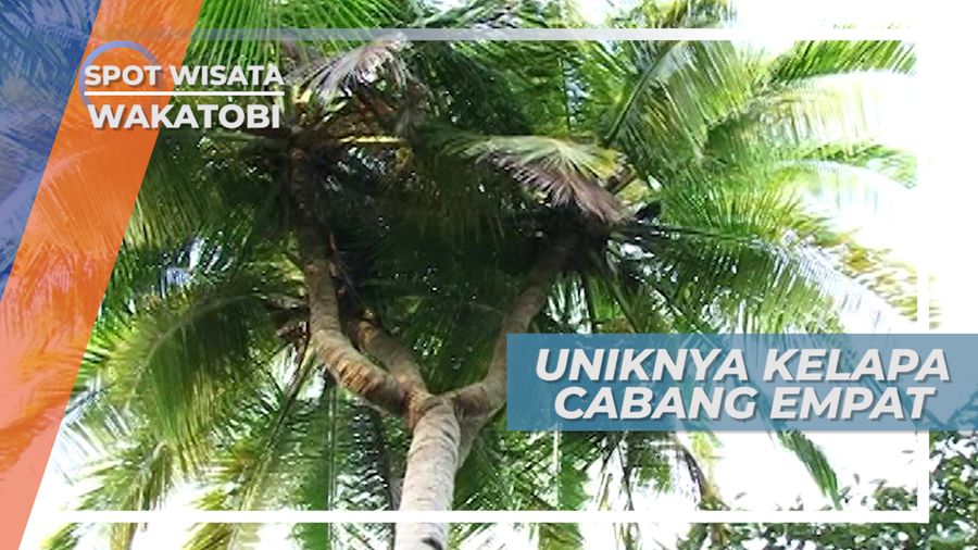 Uniknya Khasiat Enteng Jodoh Kelapa Cabang Empat di Pulau Kapota Wakatobi Sulawesi Tenggara