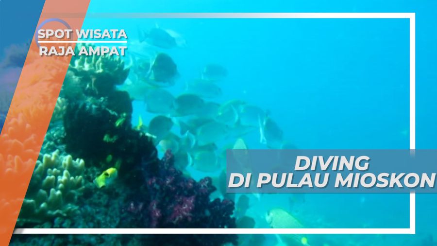 Menyelam Bersama Ikan, Indahnya Sajian Bawah Laut Pulau Mioskom, Raja Ampat