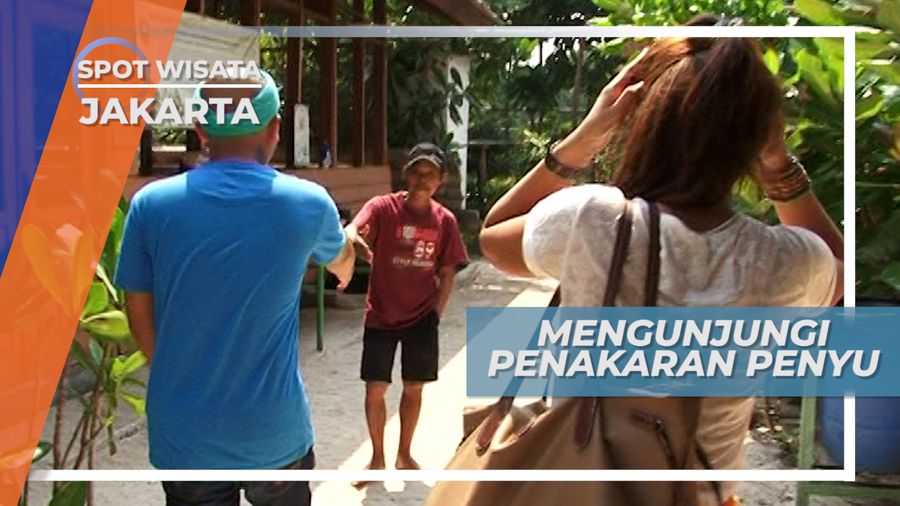 Mengunjungi Tempat Pelestarian Penyu Sisik Pulau Pramuka, Jakarta