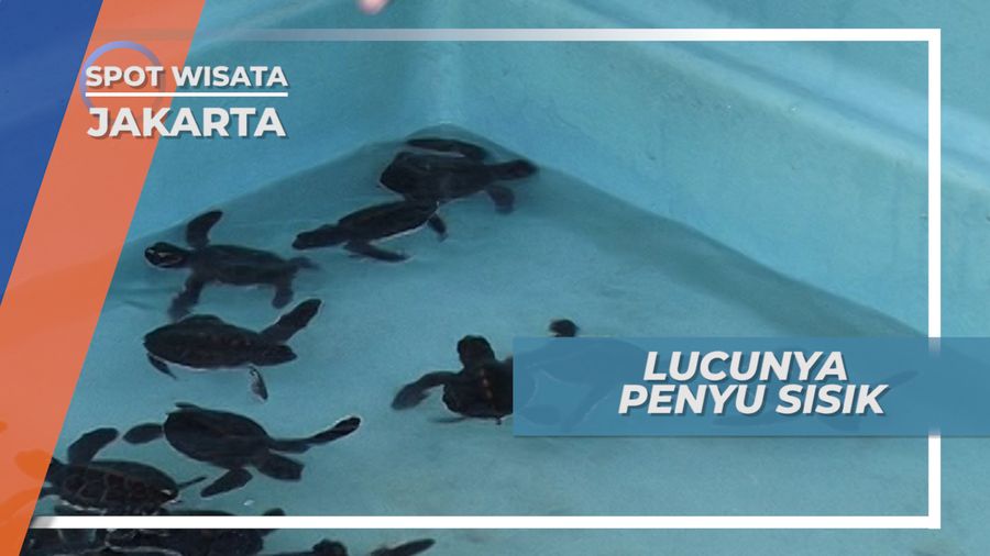 Penyu Sisik, Hewan Pengembara Laut yang Dilestarikan, Jakarta