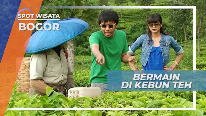 Sejuknya Udara Pegunungan di kebun Teh Puncak, Bogor