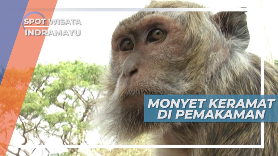 Kisah Unik Monyet di Komplek Pemakaman Buyut Banjar, Indramayu