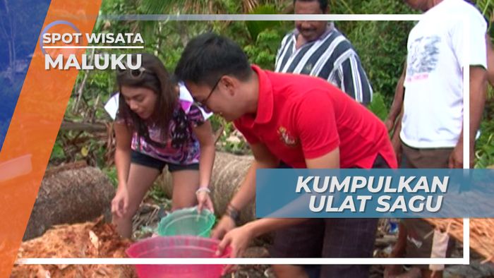 Ulat Sagu Desa Rutong, Cukupkah Keberanian Mengumpulkannya di Pulau Ambon.Maluku