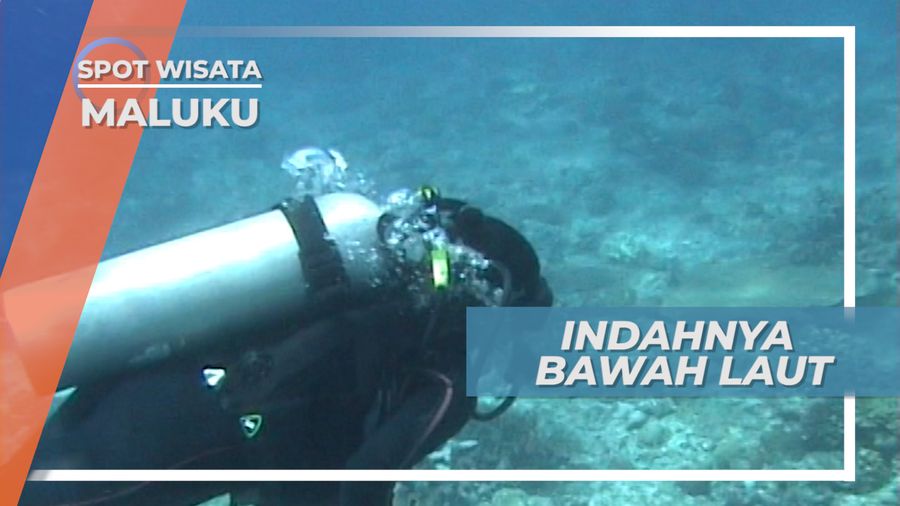 Diving Menikmati Keindahan Bawah Laut Pantai Santai Maluku