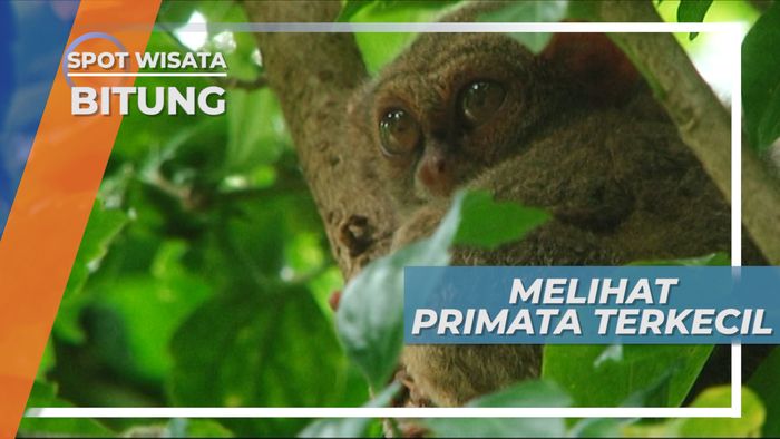 Tarsius, Primata Terkecil di Dunia yang Bisa ditemukan si Taman Margasatwa Tandurusa, Sulawesi Utara