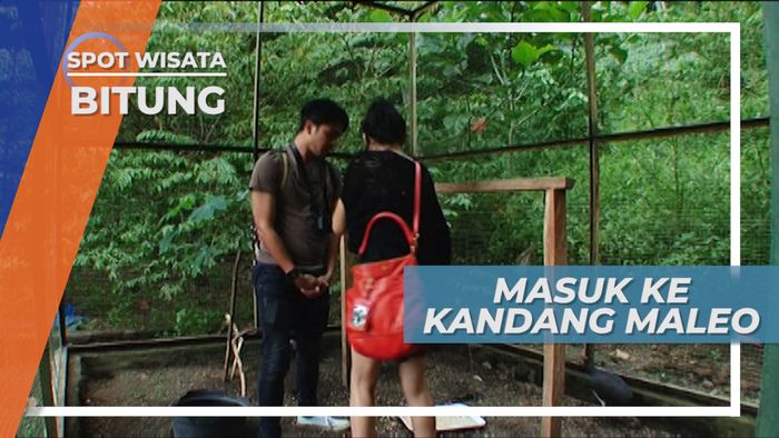 Burung Maleo, Selalu Pingsan Setelah Bertelur, Tandurusa Bitung Sulawesi Utara 