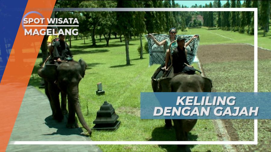 Berkeliling Kawasan Candi Borobudur Magelang Ditemani Si Belalai Panjang 