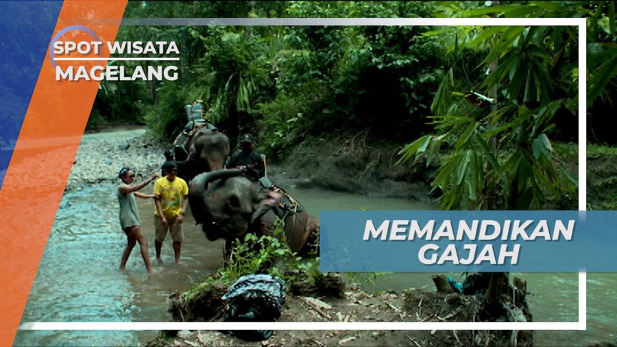Memandikan Gajah di Sungai Kawasan Candi Borobudur Magelang