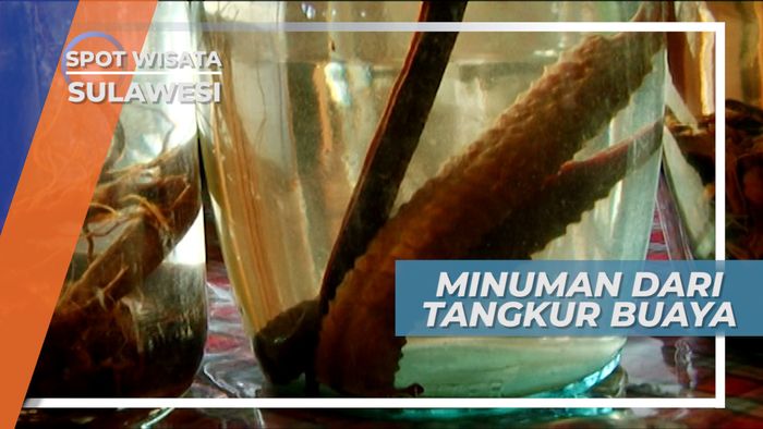 Tangkur Buaya, Minuman Vitalitas Khas di Kota Tomohon Minahasa Sulawesi Utara