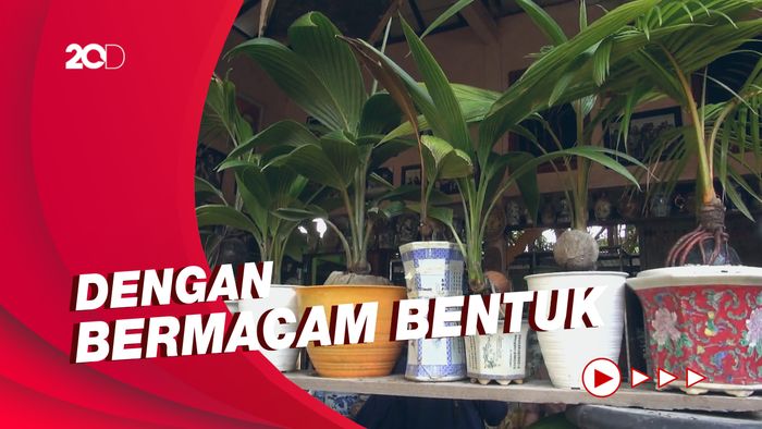 Keren! Kreasi Bonsai Kelapa Unik Bernilai Ratusan Juta Rupiah