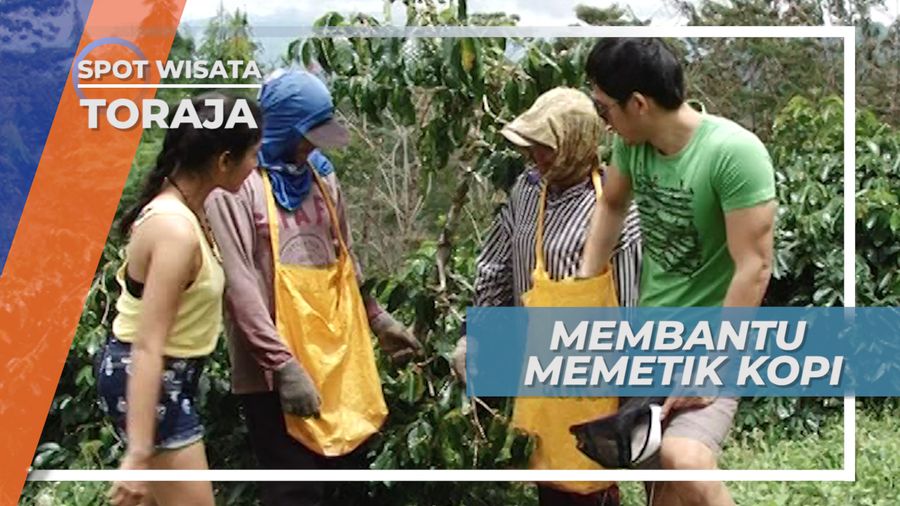 Membantu Memetik Kopi di Tana Toraja