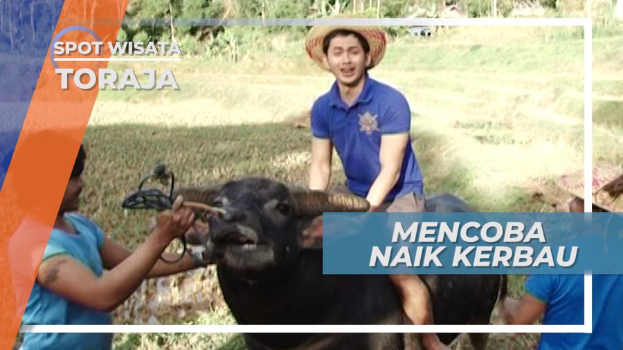 Berinteraksi dengan Kerbau, Satwa Pedesaan Tana Toraja