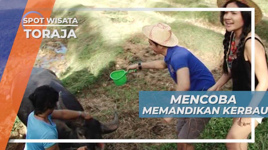Belajar Kehidupan Pedesaan Toraja dengan Memandikan Kerbau