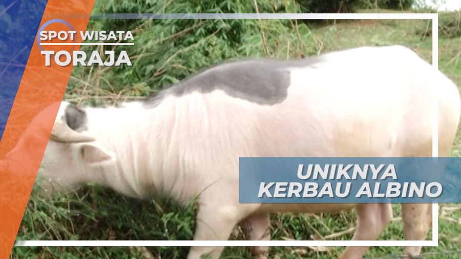 Kerbau Albino, Hewan Unik Khas Toraja dengan Harga Selangit
