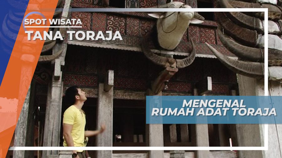 Tanduk Kerbau Sebagai Penanda Status Adat Sebuah Keluarga Masyarakat Toraja
