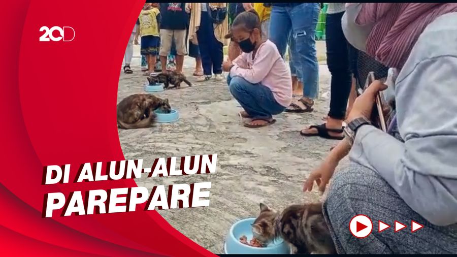 Gemas! Aksi Lucu Kucing-kucing Ikutan Lomba Makan Lahap