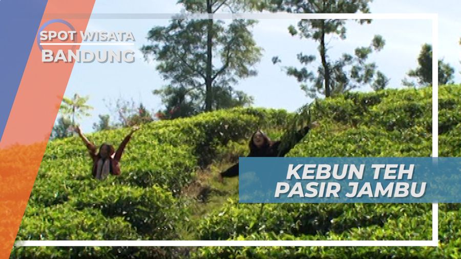 Bermain di Hamparan Kebun Teh Pasir Jambu Ciwidey Bandung